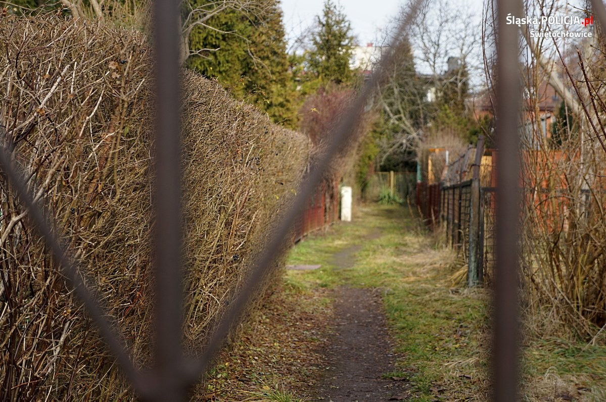 Świętochłowice Ogródkowy złodziej 2