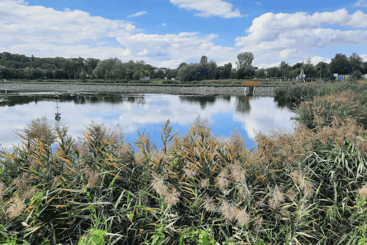 Staw Kalina w Świętochłowicach