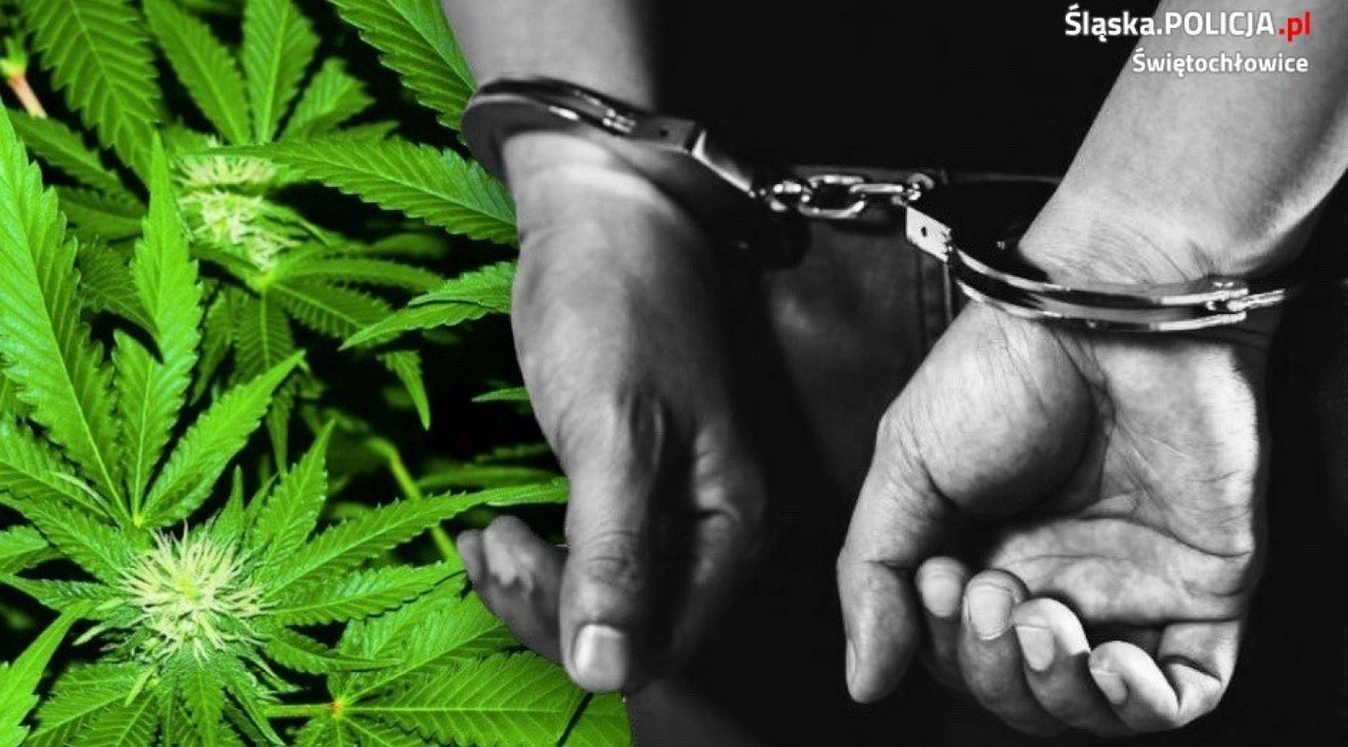 Nie wytrzymał ciśnienia i wpadł z narkotykami Nie wytrzymał ciśnienia i wpadł z narkotykami