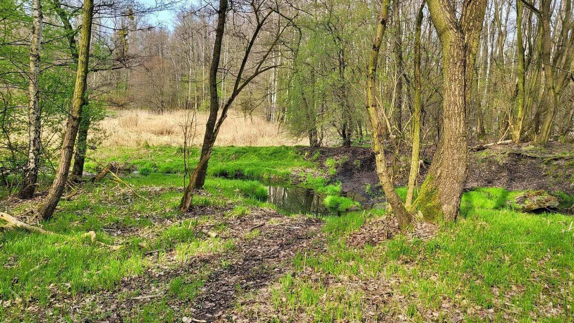 Społeczne sprzątanie Doliny Lipinki w Świętochłowicach Społeczne sprzątanie Doliny Lipinki w Świętochłowicach