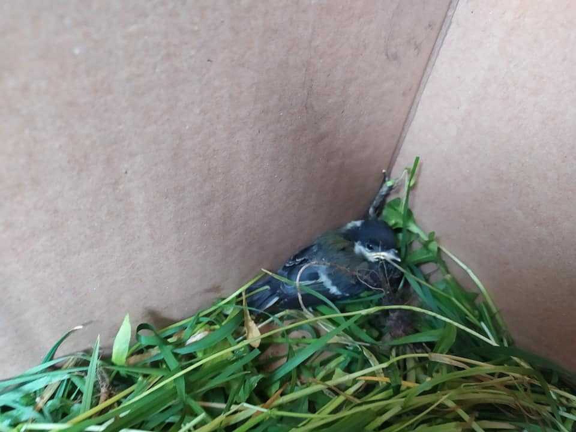 Uratowane sikorki ze świętochłowic Uratowane sikorki ze świętochłowic