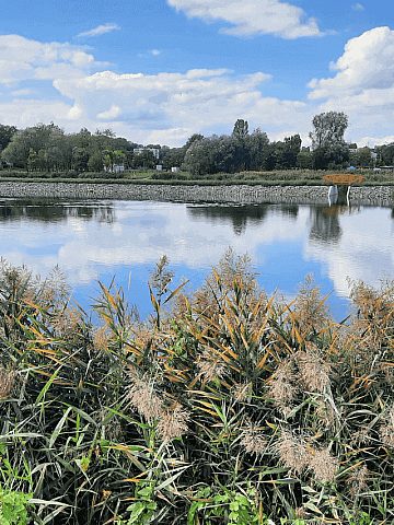 Staw Kalina w Świętochłowicach Staw Kalina w Świętochłowicach