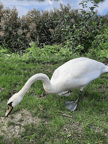 Staw Kalina w Świętochłowicach Staw Kalina w Świętochłowicach