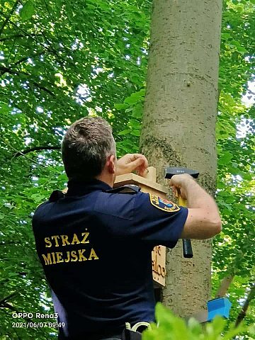 Straż Miejska montuje budki dla ptaków Straż Miejska montuje budki dla ptaków