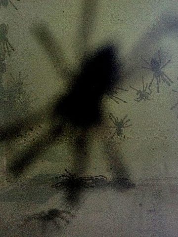 Świętochłowice Handlował nielegalnie egzotycznymi pająkami 2 Świętochłowice Handlował nielegalnie egzotycznymi pająkami 2