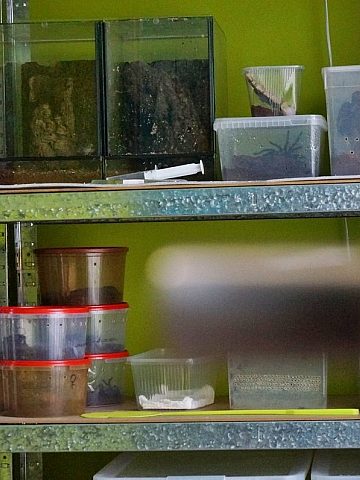 Świętochłowice Handlował nielegalnie egzotycznymi pająkami 3 Świętochłowice Handlował nielegalnie egzotycznymi pająkami 3