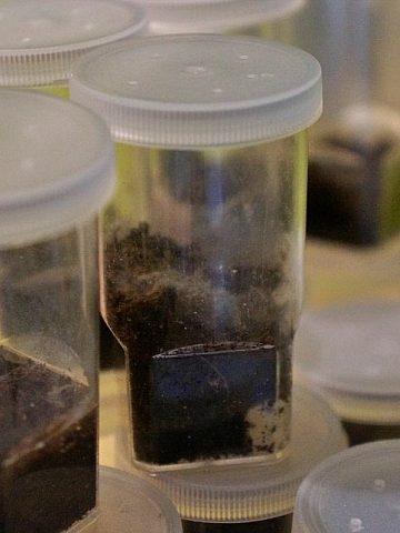 Świętochłowice Handlował nielegalnie egzotycznymi pająkami 4 Świętochłowice Handlował nielegalnie egzotycznymi pająkami 4