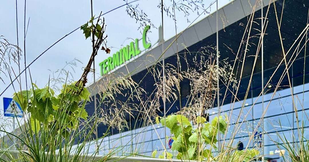 Jeszcze w tym roku w Świętochłowicach pojawią się ogrody deszczowe