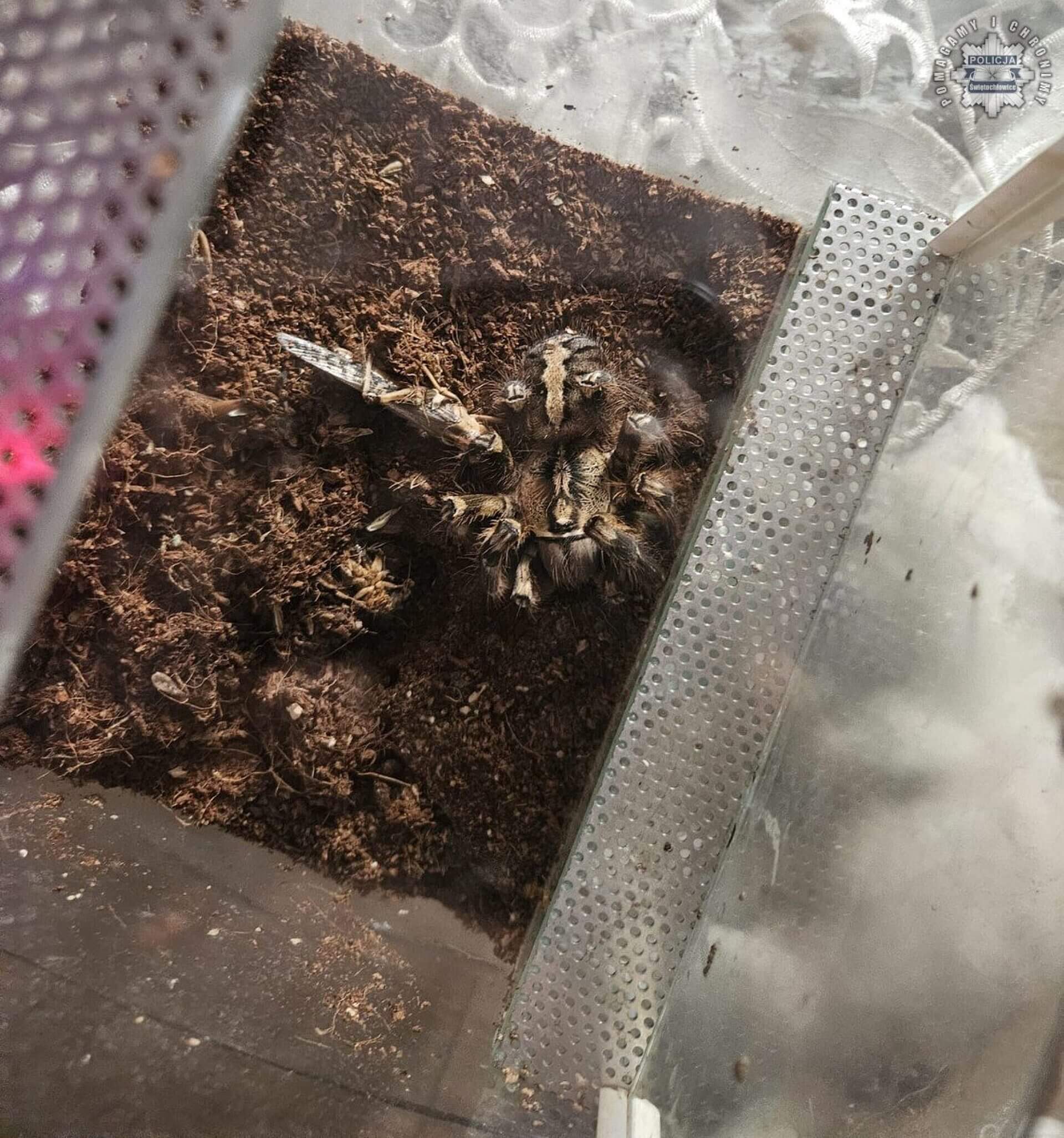 Swietochlowice policja Swietochlowice policja