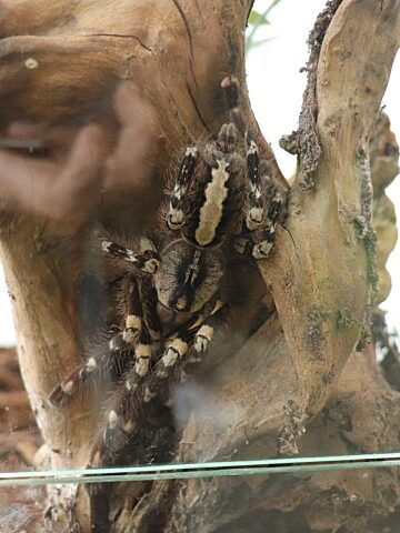Postępowanie w sprawie nielegalnego handlu chronionymi gatunkami Postępowanie w sprawie nielegalnego handlu chronionymi gatunkami