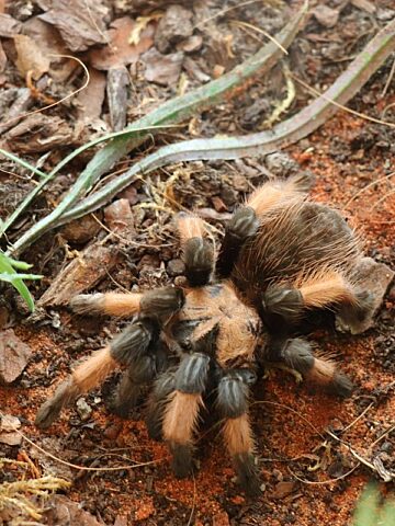 Postępowanie w sprawie nielegalnego handlu chronionymi gatunkami Postępowanie w sprawie nielegalnego handlu chronionymi gatunkami