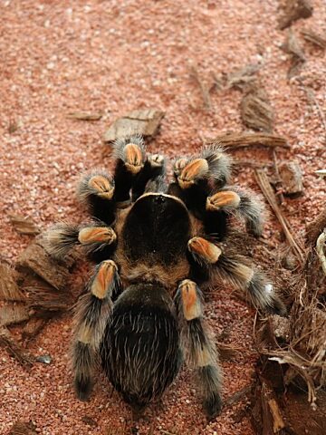 Postępowanie w sprawie nielegalnego handlu chronionymi gatunkami Postępowanie w sprawie nielegalnego handlu chronionymi gatunkami