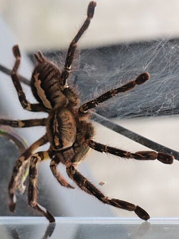 Postępowanie w sprawie nielegalnego handlu chronionymi gatunkami Postępowanie w sprawie nielegalnego handlu chronionymi gatunkami