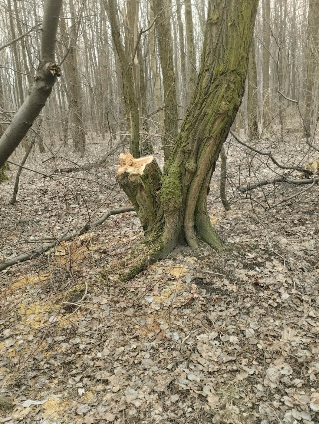 Dolina lipinki nielegalna wycinka 3