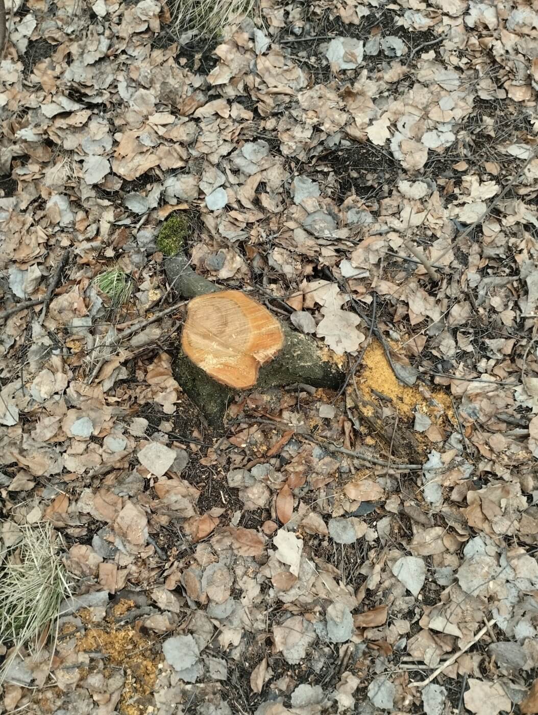 Dolina lipinki nielegalna wycinka 4